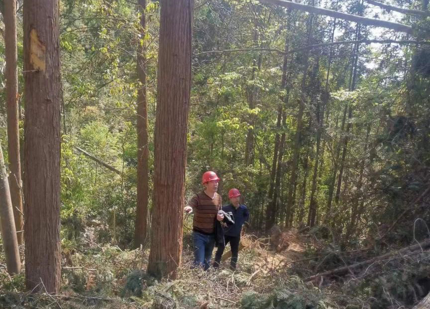 “兩節(jié)”前夕，“綠盾”行動(dòng)——福建金森嚴(yán)格把關(guān)林木采伐施工