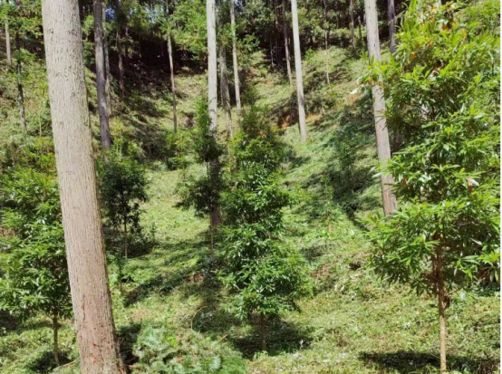 琵琶丘工區(qū):三明市森林質(zhì)量精準提升工程業(yè)務(wù)培訓(xùn)現(xiàn)場示范 琵琶丘工區(qū):三明市森林質(zhì)量精準提升工程業(yè)務(wù)培訓(xùn)現(xiàn)場示范